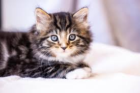 gato, perdido